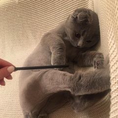 Подробнее об объявлении «Пропал кот вислоухий стриженный Москва» Фото: пропала кошка  «Пропал кот вислоухий стриженный Москва» в г. Москва