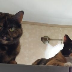 Подробнее об объявлении «Пермь Пропала кошка и 2 кошки» Фото: пропала кошка Британская короткошерстная «Пермь Пропала кошка и 2 кошки» в г. Пермь