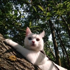 Подробнее об объявлении «Пропал кот очень ждём возвращения. Москва» Фото: пропала кошка  «Пропал кот очень ждём возвращения. Москва» в г. Москва