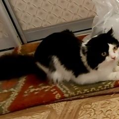 Подробнее об объявлении «Пропал кот Батайск» Фото: пропала кошка  «Пропал кот Батайск» в г. Батайск
