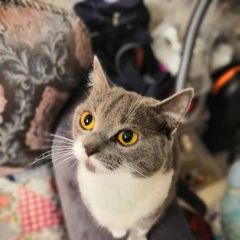 Подробнее об объявлении «Пропала кошка Софрино» Фото: пропала кошка  «Пропала кошка Софрино» в г. Софрино