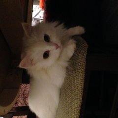 Подробнее об объявлении «Пропала кошка Москва» Фото: пропала кошка  «Пропала кошка Москва» в г. Москва