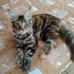 Подробнее об объявлении «Пропала кошка сима Омск» Фото: пропала кошка Мейн-кун «Пропала кошка сима Омск» в г. Омск
