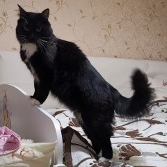 Подробнее об объявлении «Пропал кот Москва» Фото: пропала кошка  «Пропал кот Москва» в г. Москва