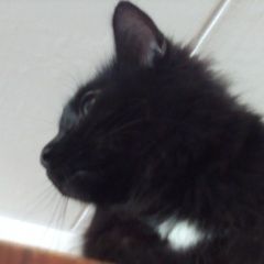 Подробнее об объявлении «Пропал кот, в кусковском лесопарке. Москва» Фото: пропала кошка  «Пропал кот, в кусковском лесопарке. Москва» в г. Москва