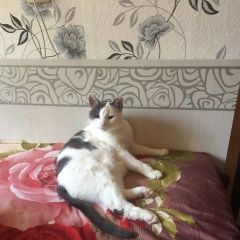 Подробнее об объявлении «Пропал кот Санкт-Петербург» Фото: пропала кошка  «Пропал кот Санкт-Петербург» в г. Санкт-Петербург
