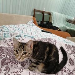 Подробнее об объявлении «Пропала кошка ул. турку, д. 20 Санкт-Петербург» Фото: пропала кошка  «Пропала кошка ул. турку, д. 20 Санкт-Петербург» в г. Санкт-Петербург