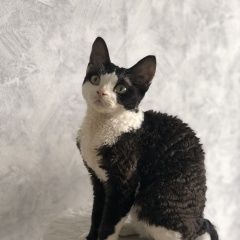 Подробнее об объявлении «Пропала кошка кот бетмен Москва» Фото: пропала кошка  «Пропала кошка кот бетмен Москва» в г. Москва