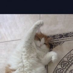 Подробнее об объявлении «Пропала кошка Набережные Челны» Фото: пропала кошка Турецкий ван «Пропала кошка Набережные Челны» в г. Набережные Челны