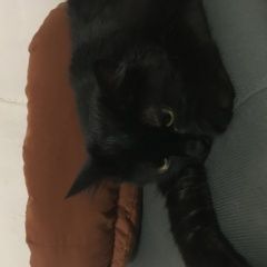 Подробнее об объявлении «Адлер Пропала кошка» Фото: пропала кошка  «Адлер Пропала кошка» в г. Адлер