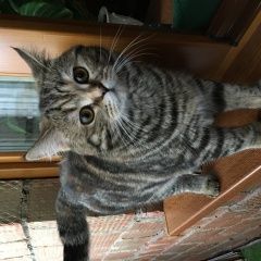 Подробнее об объявлении «Пропала кошка Москва» Фото: пропала кошка Скоттиш страйт (шотландская прямоухая) «Пропала кошка Москва» в г. Москва