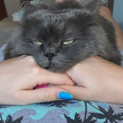 Подробнее об объявлении «Волгоград Пропал кот серый кот» Фото: пропала кошка  «Волгоград Пропал кот серый кот» в г. Волгоград