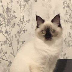 Подробнее об объявлении «Пропала кошка порода бирма, слепая Москва» Фото: пропала кошка  «Пропала кошка порода бирма, слепая Москва» в г. Москва