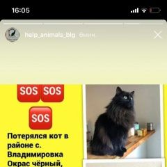 Подробнее об объявлении «Благовещенск (Амурская обл.) Пропала кошка помогите за большое вознаграждение» Фото: пропала кошка  «Благовещенск (Амурская обл.) Пропала кошка...» в г. Благовещенск (Амурская обл.)