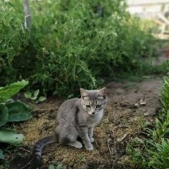 Подробнее об объявлении «Пропала кошка Карасук» Фото: пропала кошка  «Пропала кошка Карасук» в г. Карасук