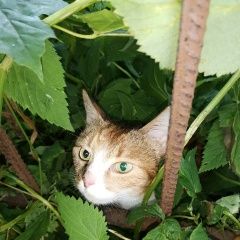 Подробнее об объявлении «Пропала кошка Москва» Фото: пропала кошка  «Пропала кошка Москва» в г. Москва