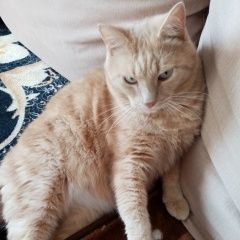 Подробнее об объявлении «Пропал кот Тюмень» Фото: пропала кошка  «Пропал кот Тюмень» в г. Тюмень