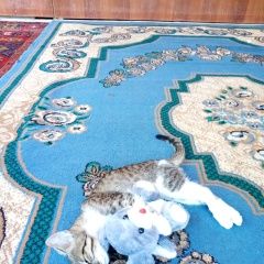 ����: ������� �����  ��������� ������� ����� � �. ��������