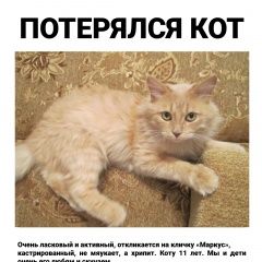 Подробнее об объявлении «Нижний Тагил Пропал кот карла маркса 30» Фото: пропала кошка  «Нижний Тагил Пропал кот карла маркса 30» в г. Нижний Тагил