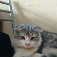 Подробнее об объявлении «Пропал кот Новороссийск» Фото: пропала кошка Британская длинношерстная «Пропал кот Новороссийск» в г. Новороссийск