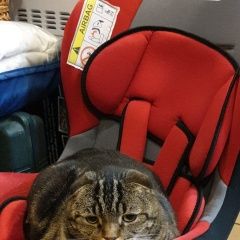 Подробнее об объявлении «Пропал кот вислоухий Москва» Фото: пропала кошка Скоттиш фолд (шотландская вислоухая) «Пропал кот вислоухий Москва» в г. Москва