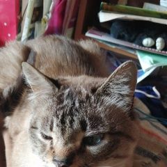 Подробнее об объявлении «Пропал кот 19 июля Москва» Фото: пропала кошка  «Пропал кот 19 июля Москва» в г. Москва