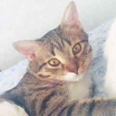 Подробнее об объявлении «Пропал кот Рязань» Фото: пропала кошка  «Пропал кот Рязань» в г. Рязань