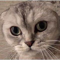 Подробнее об объявлении «Пропал кот кличка амбассадор Одинцово» Фото: пропала кошка  «Пропал кот кличка амбассадор Одинцово» в г. Одинцово