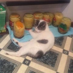 Подробнее об объявлении «Истра Пропала кошка» Фото: пропала кошка  «Истра Пропала кошка» в г. Истра