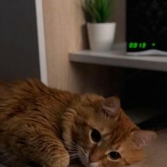 Подробнее об объявлении «Казань Пропал кот» Фото: пропала кошка  «Казань Пропал кот» в г. Казань