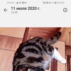 Подробнее об объявлении «Пропала кошка ляпа, 27 июня Новосибирск» Фото: пропала кошка  «Пропала кошка ляпа, 27 июня Новосибирск» в г. Новосибирск