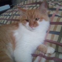 Подробнее об объявлении «Пропала кошка Мытищи» Фото: пропала кошка  «Пропала кошка Мытищи» в г. Мытищи