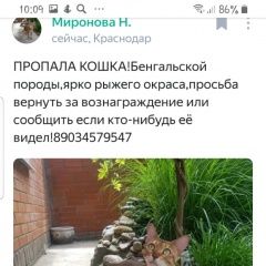 Подробнее об объявлении «Пропала кошка Краснодар» Фото: пропала кошка Бенгальская «Пропала кошка Краснодар» в г. Краснодар