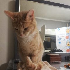 Подробнее об объявлении «Пропала кошка песочного цвета Москва» Фото: пропала кошка  «Пропала кошка песочного цвета Москва» в г. Москва