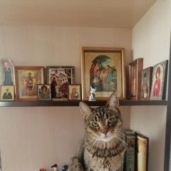 Подробнее об объявлении «Железнодорожный (Московск.) Пропала кошка» Фото: пропала кошка  «Железнодорожный (Московск.) Пропала кошка» в г. Железнодорожный (Московск.)