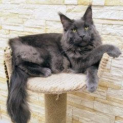 Подробнее об объявлении «Саранск Пропал кот мейн-кун» Фото: пропала кошка Мейн-кун «Саранск Пропал кот мейн-кун» в г. Саранск