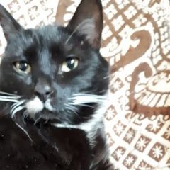 Подробнее об объявлении «Чехов Пропал кот дер. ходаево» Фото: пропала кошка  «Чехов Пропал кот дер. ходаево» в г. Чехов