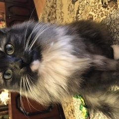 Подробнее об объявлении «Жуковский Пропала кошка» Фото: пропала кошка  «Жуковский Пропала кошка» в г. Жуковский