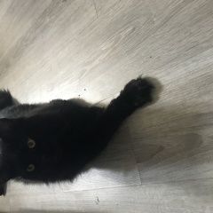 Подробнее об объявлении «Пенза Пропал кот майнкун» Фото: пропала кошка Мейн-кун «Пенза Пропал кот майнкун» в г. Пенза