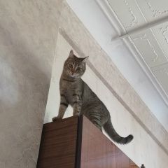 Подробнее об объявлении «Пропала кошка Омск» Фото: пропала кошка  «Пропала кошка Омск» в г. Омск