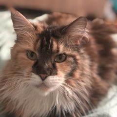 Подробнее об объявлении «Пропала кошка Тюмень» Фото: пропала кошка  «Пропала кошка Тюмень» в г. Тюмень