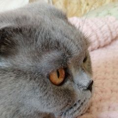 Подробнее об объявлении «Пропала кошка Абрамцево» Фото: пропала кошка  «Пропала кошка Абрамцево» в г. Абрамцево