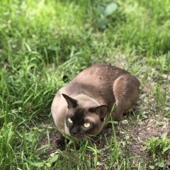 Подробнее об объявлении «Пропала кошка Оренбург» Фото: пропала кошка  «Пропала кошка Оренбург» в г. Оренбург