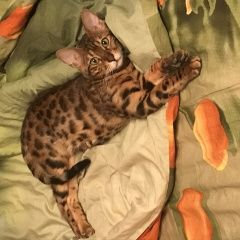 Подробнее об объявлении «Пропала кошка Москва» Фото: пропала кошка Бенгальская «Пропала кошка Москва» в г. Москва