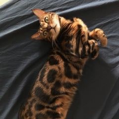 Подробнее об объявлении «Пропала кошка Москва» Фото: пропала кошка Бенгальская «Пропала кошка Москва» в г. Москва