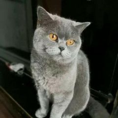 Подробнее об объявлении «Пропала кошка Новосибирск» Фото: пропала кошка Британская короткошерстная «Пропала кошка Новосибирск» в г. Новосибирск
