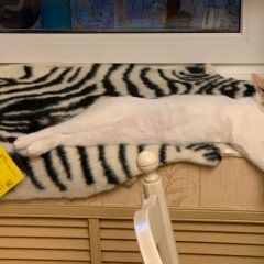 Подробнее об объявлении «Пропала кошка Новороссийск» Фото: пропала кошка  «Пропала кошка Новороссийск» в г. Новороссийск