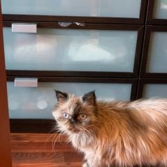 Подробнее об объявлении «Пропала кошка Москва» Фото: пропала кошка Персидская «Пропала кошка Москва» в г. Москва