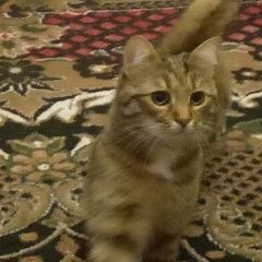 Подробнее об объявлении «Пропала кошка 14 июля в районе ул дмитрия ульянова Симферополь» Фото: пропала кошка  «Пропала кошка 14 июля в районе ул дмитрия...» в г. Симферополь