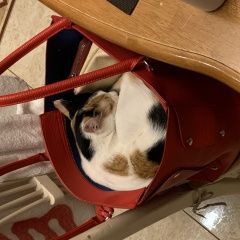 Подробнее об объявлении «Пропала кошка помогите Новороссийск» Фото: пропала кошка  «Пропала кошка помогите Новороссийск» в г. Новороссийск